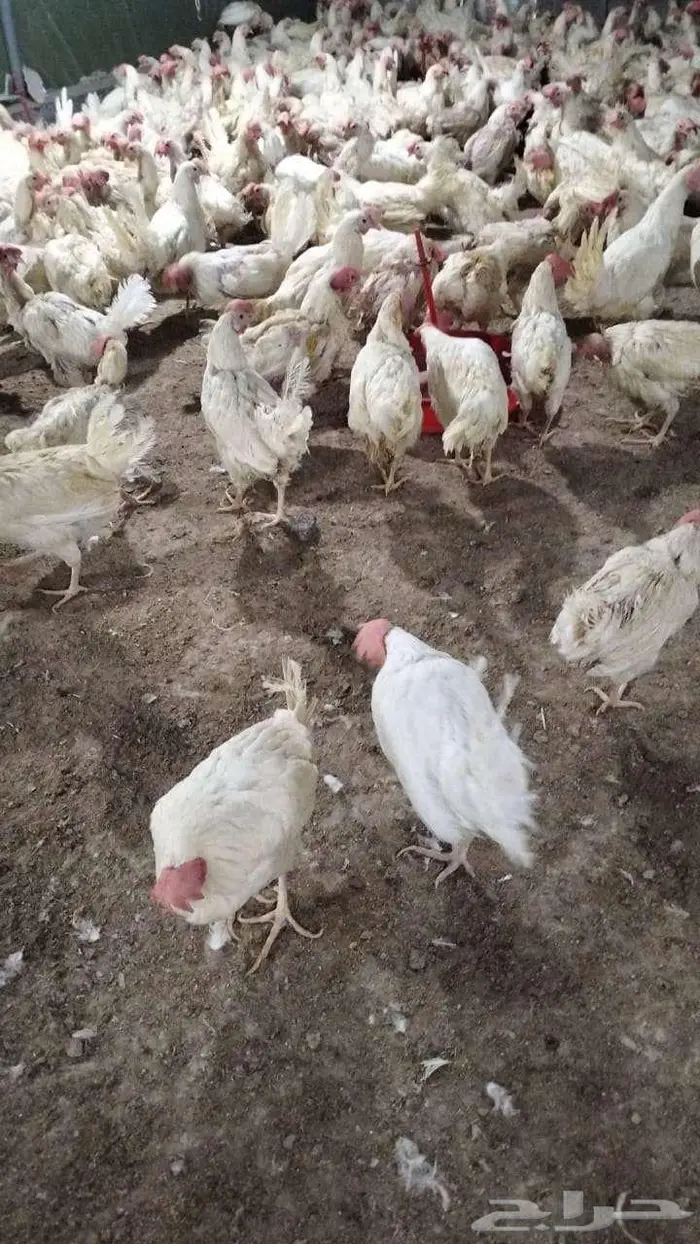 دجاج ابو طربوش 5