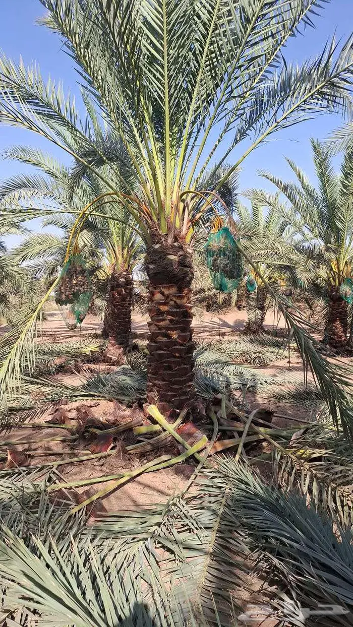 نخل للبيع 10