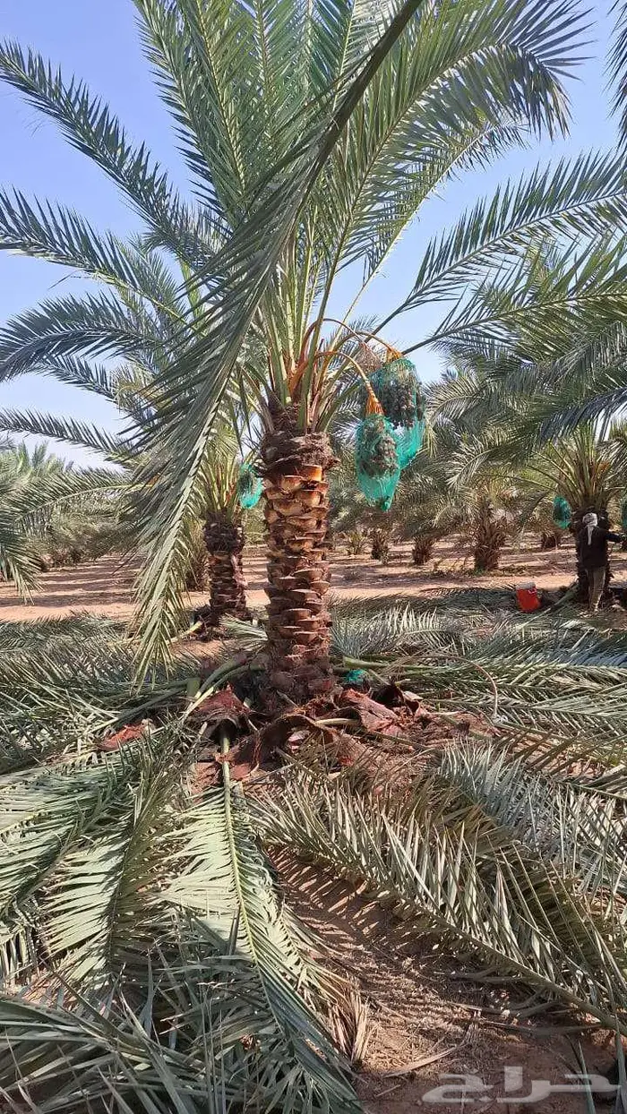 نخل للبيع 11