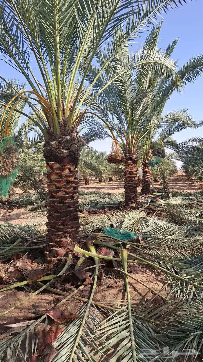 نخل للبيع 6