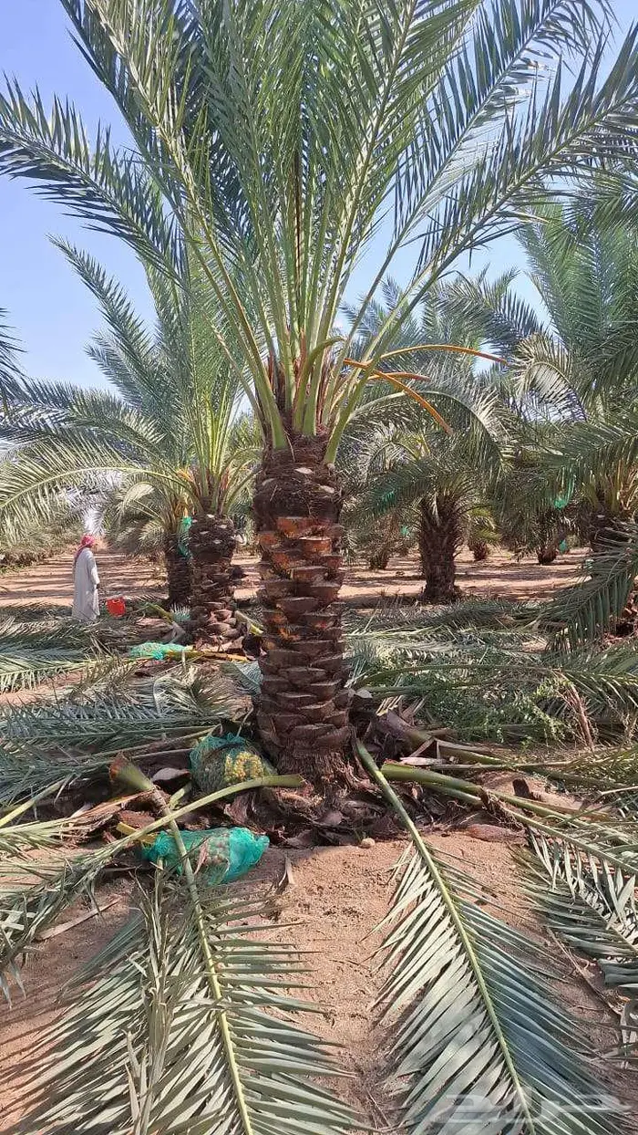 نخل للبيع 8