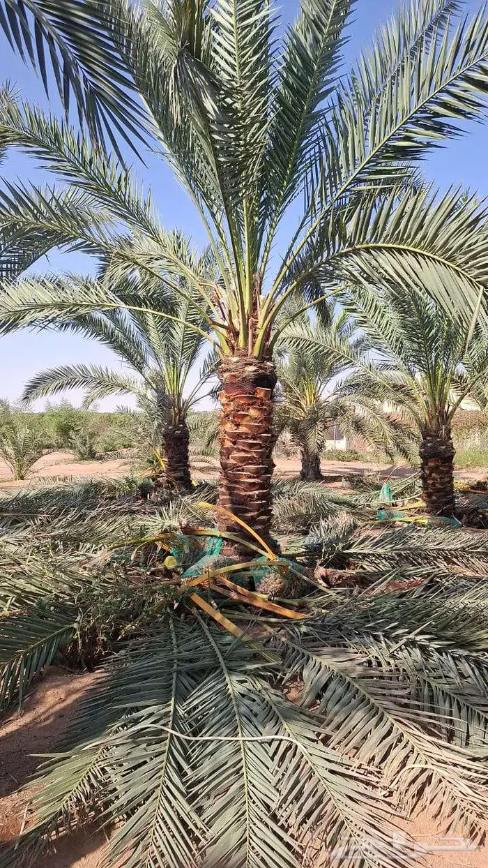نخل للبيع 12