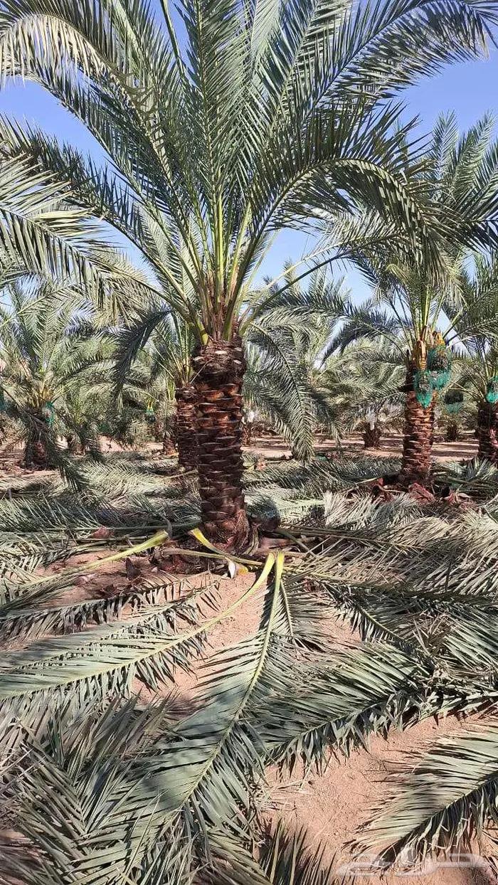 نخل للبيع 9