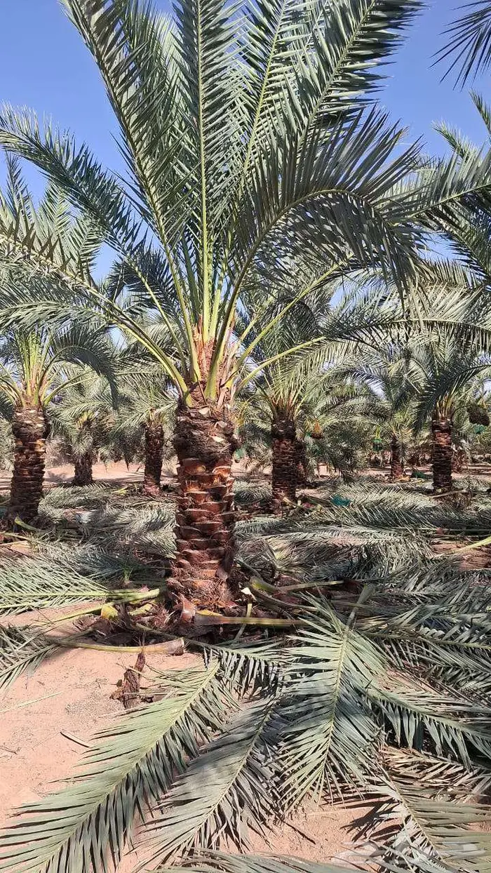 نخل للبيع 7