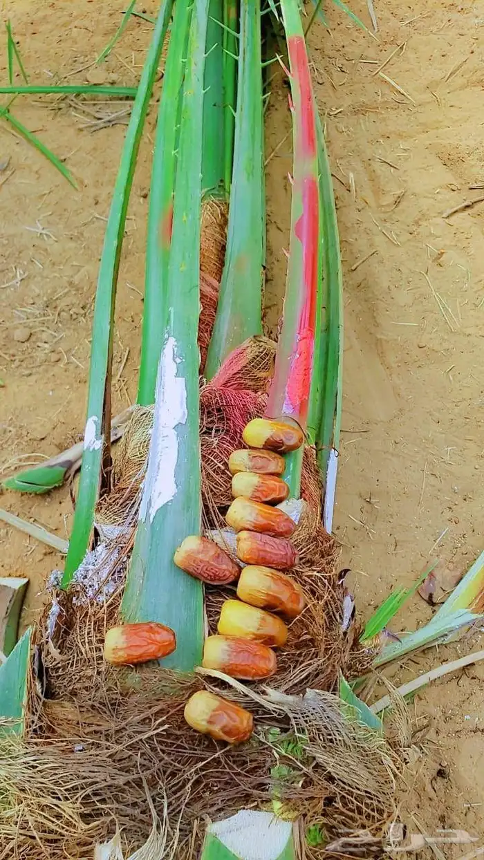 نخيل 0