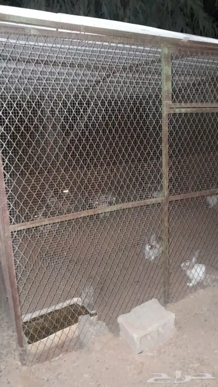 ارانب بحدود 15 جوز كبار وصغار 1