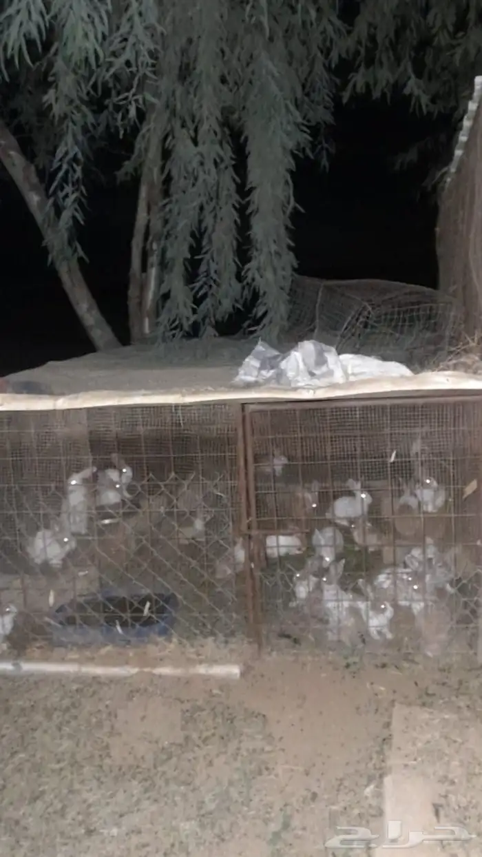 ارانب بحدود 15 جوز كبار وصغار 0