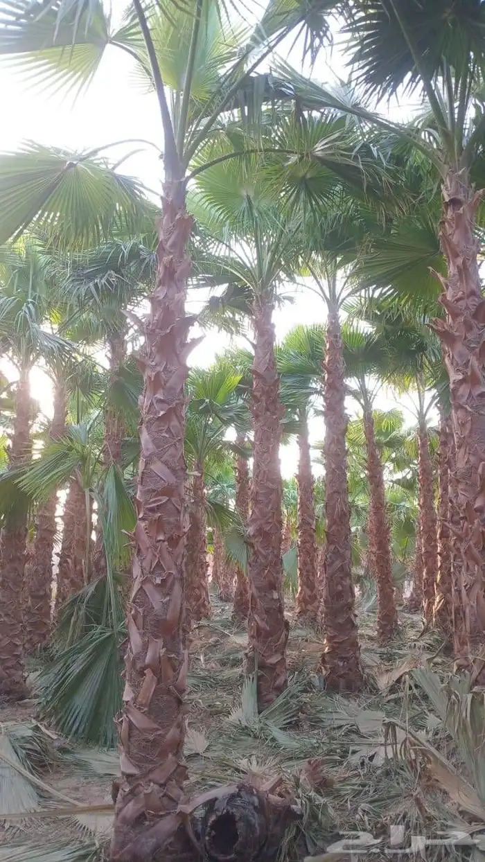 يوجد لدينا نخيل عربي وشنطونيا.امركي زينه 0
