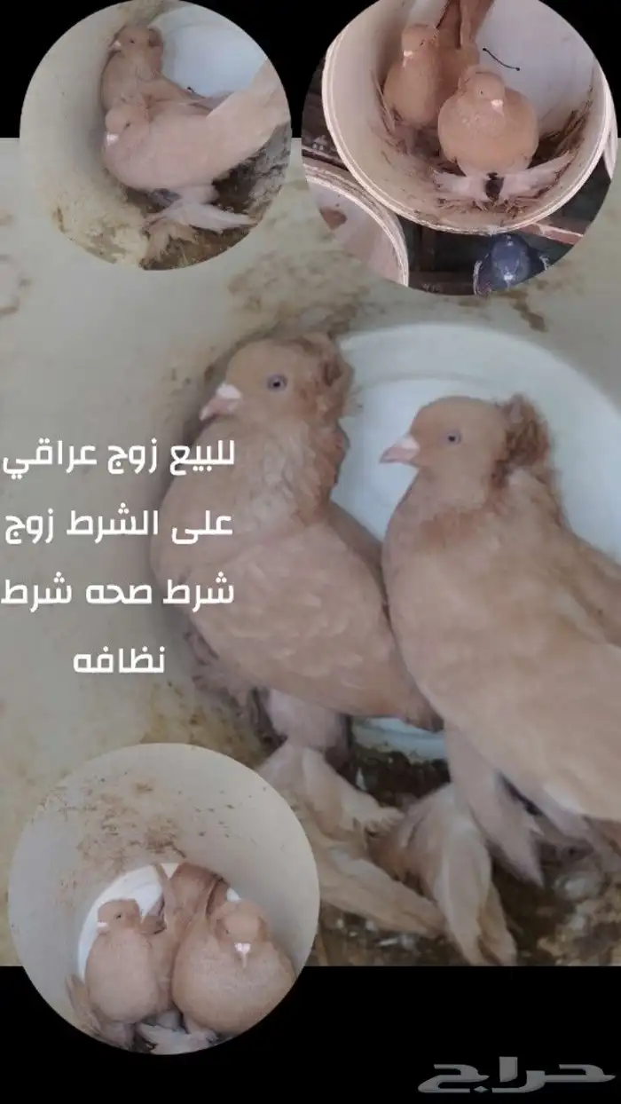 للبيع حمام 1