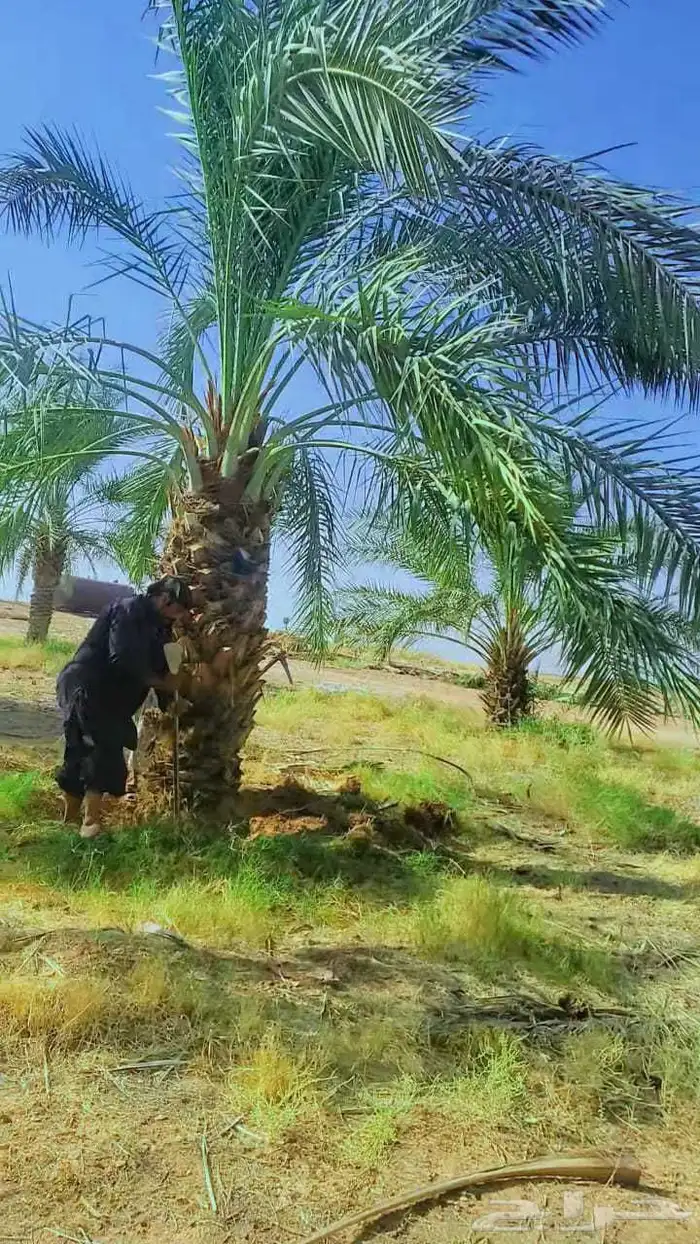 نخيل 7