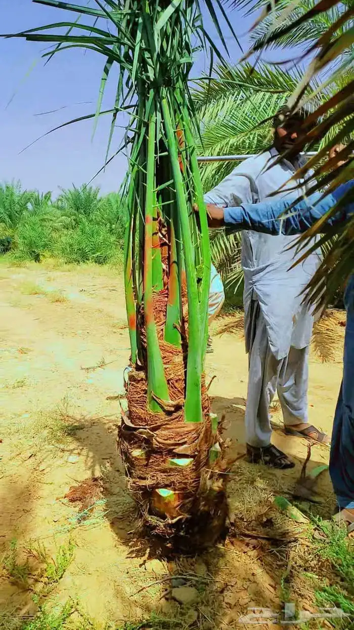 نخيل 3