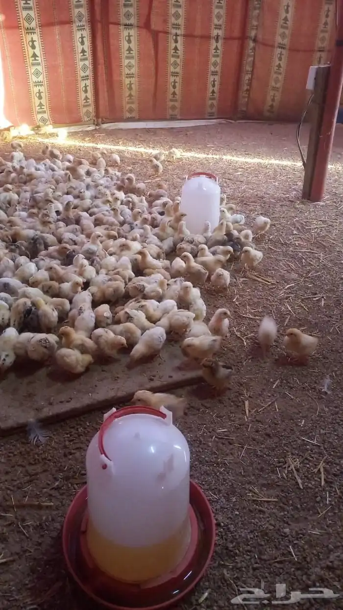 للبيع صوص دجاج 1