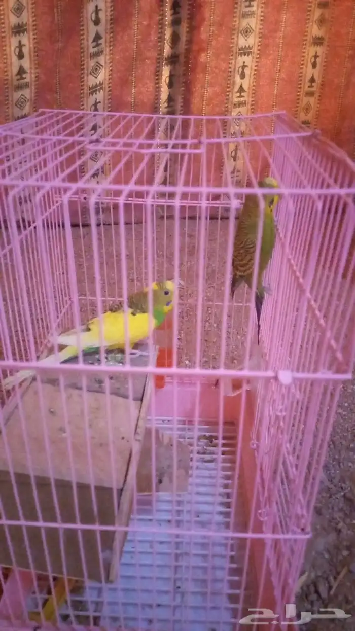 للبيع عصافير بادجي 2