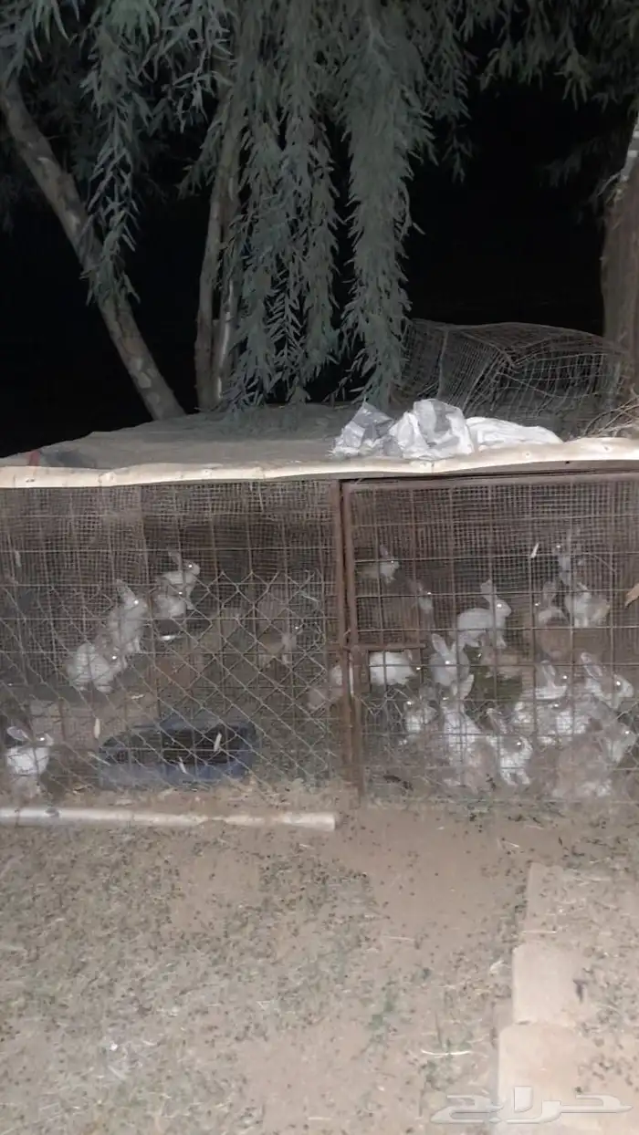 ارانب بحدود 15 جوز كبار وصغار 2