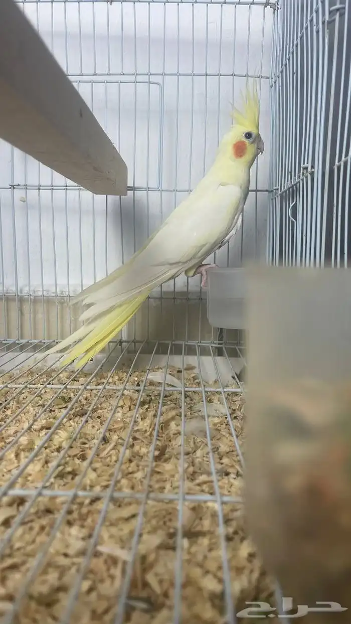 أنثى كروان جاهزه للإنتاج 0