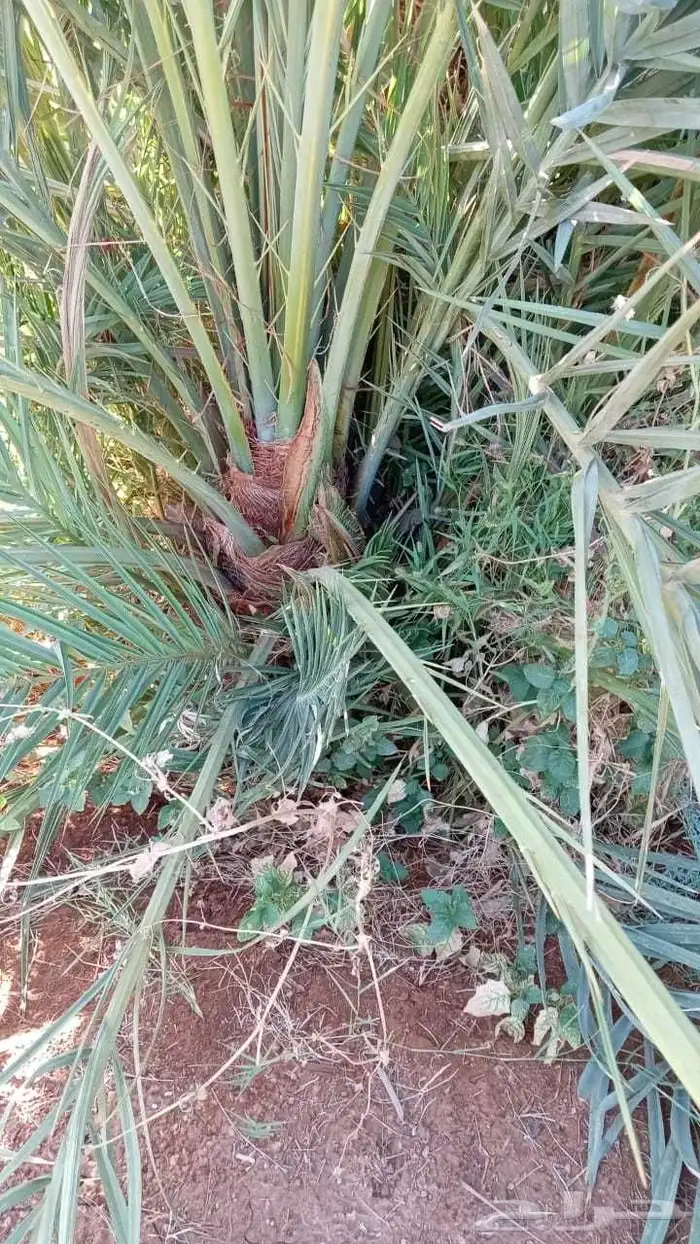 نخل للبيع القصيم سكري مجدول صقعي عجوة صفاوي عنبرا ورثان بيضا 0