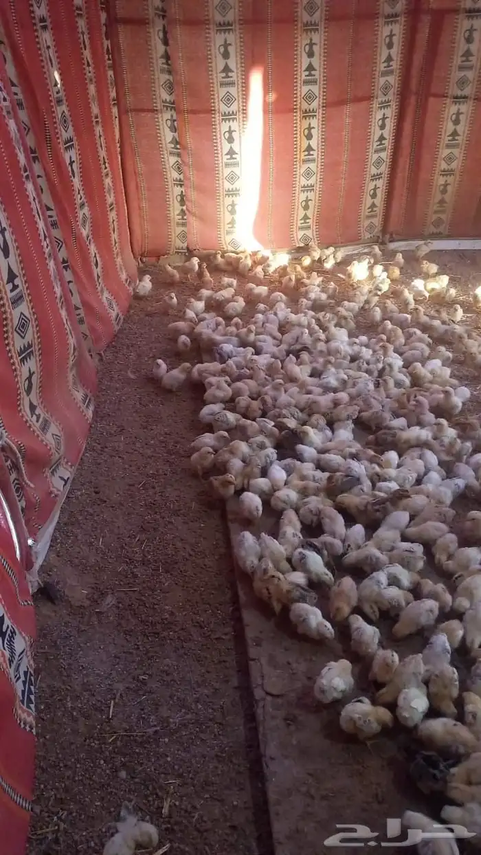 للبيع صوص دجاج 2
