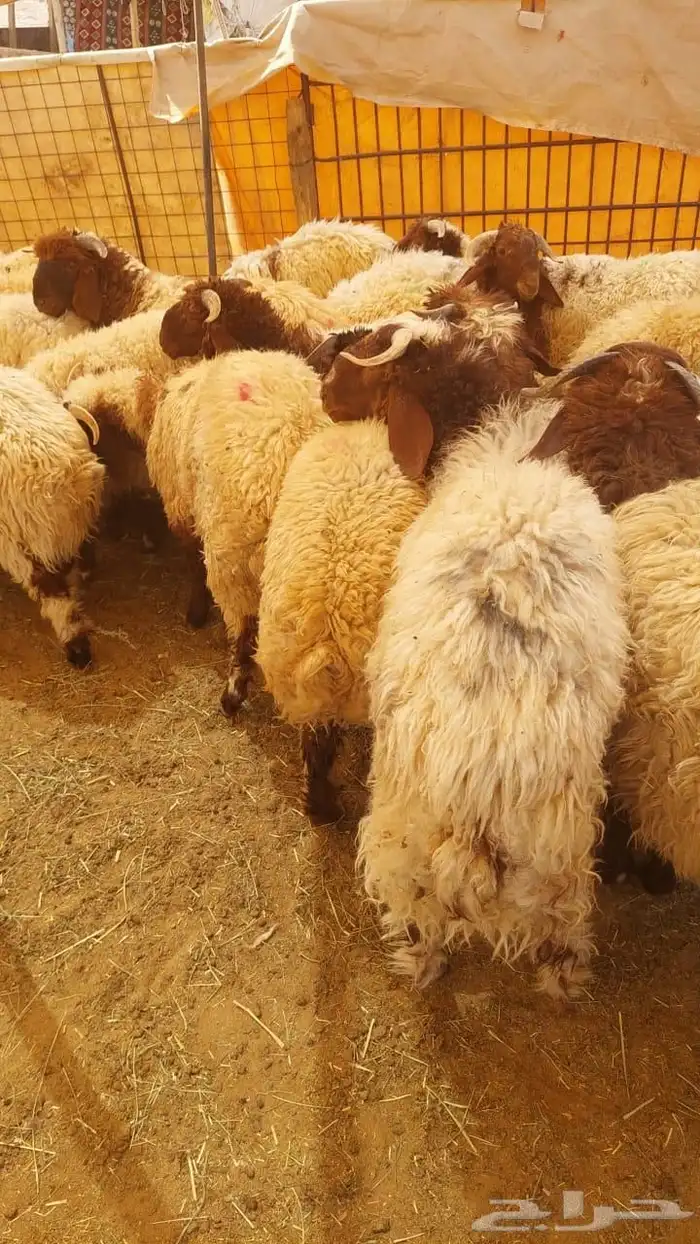 غنم نعيمي بلدي وحريات جميع الاحجام 0
