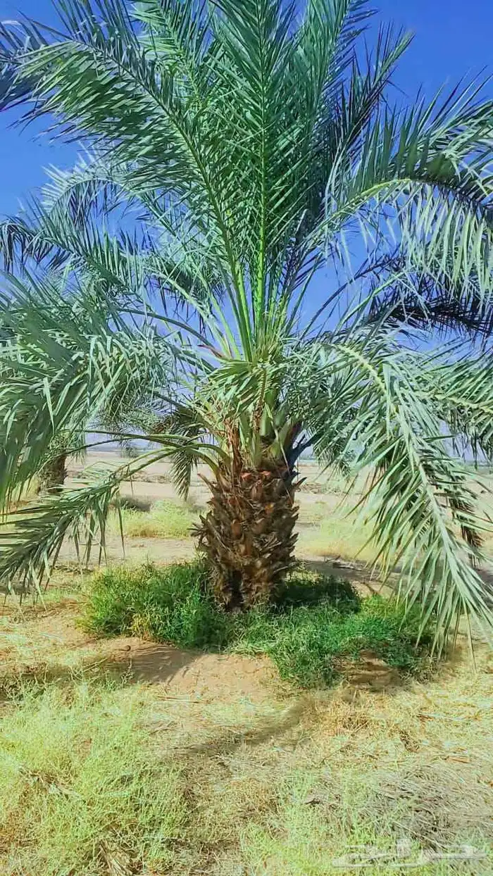نخيل 8
