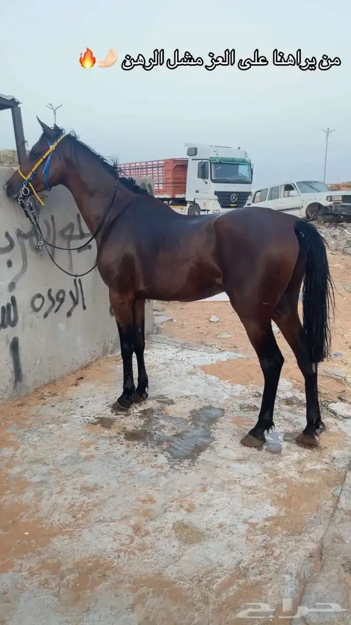حصان 2