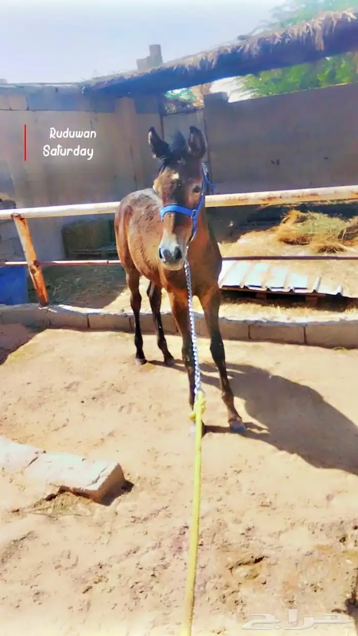 مهر عربي واهو للبيع 2