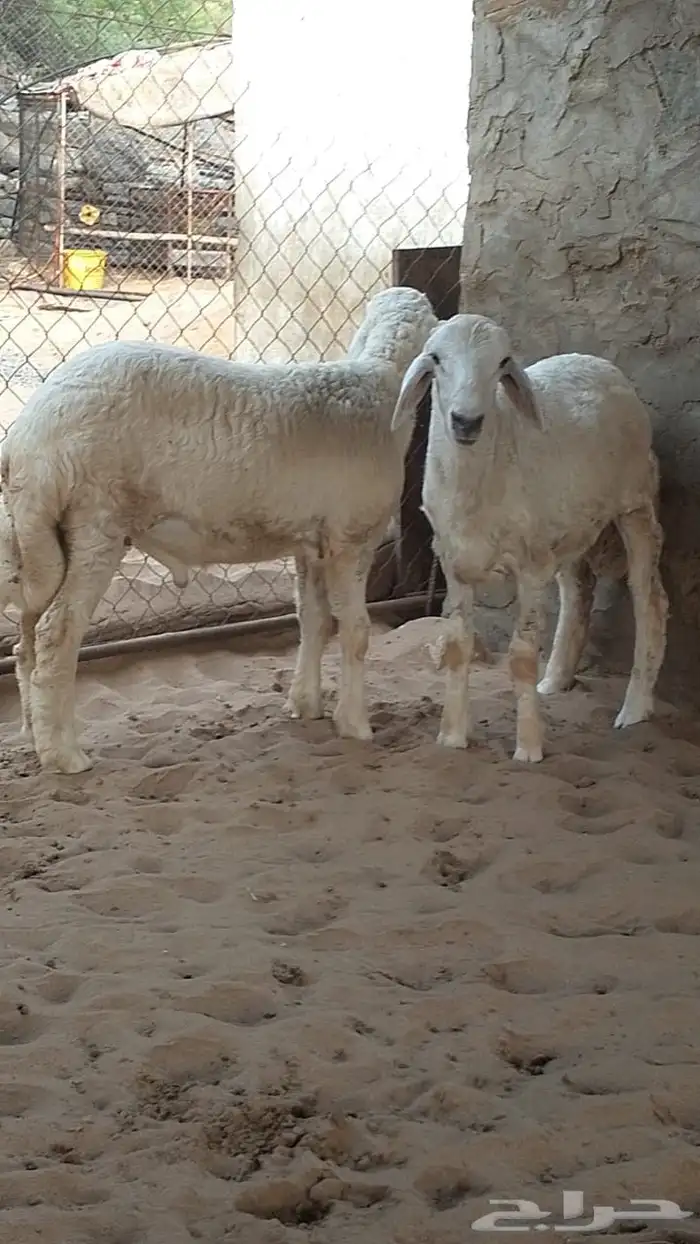 طليان فاخره تم البيع 0