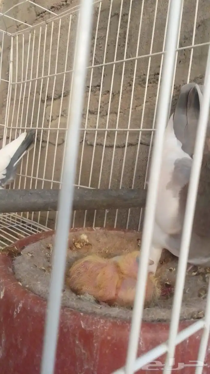 جوز دنش بإنتاجه 1