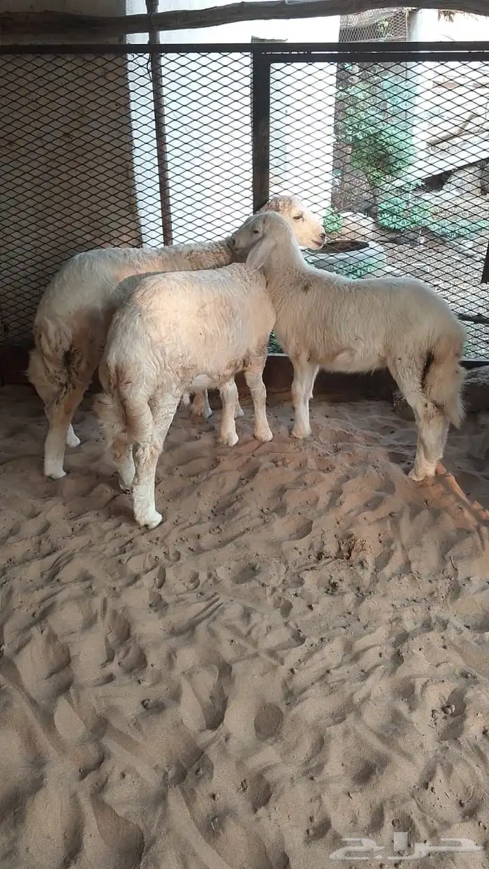 طليان فاخره تم البيع 2