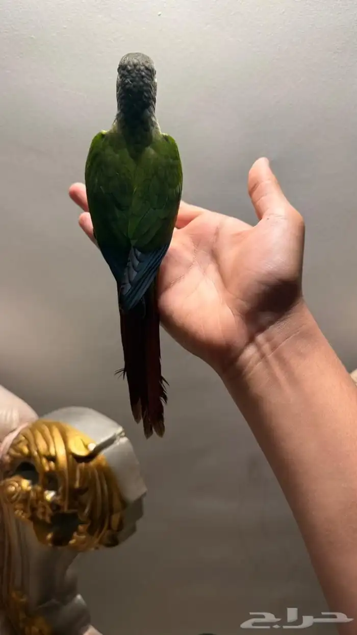 كنيور قرين شك 1