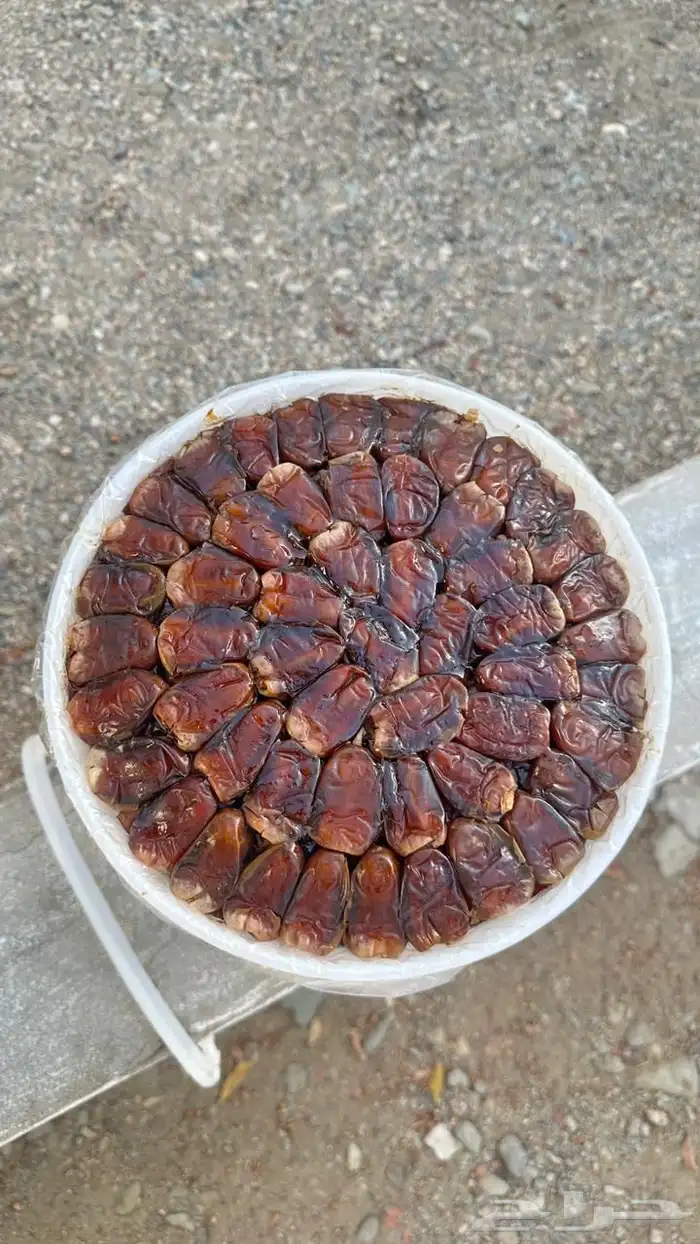 تمر برني - كعيمر العيص من مزارع الفرع 1