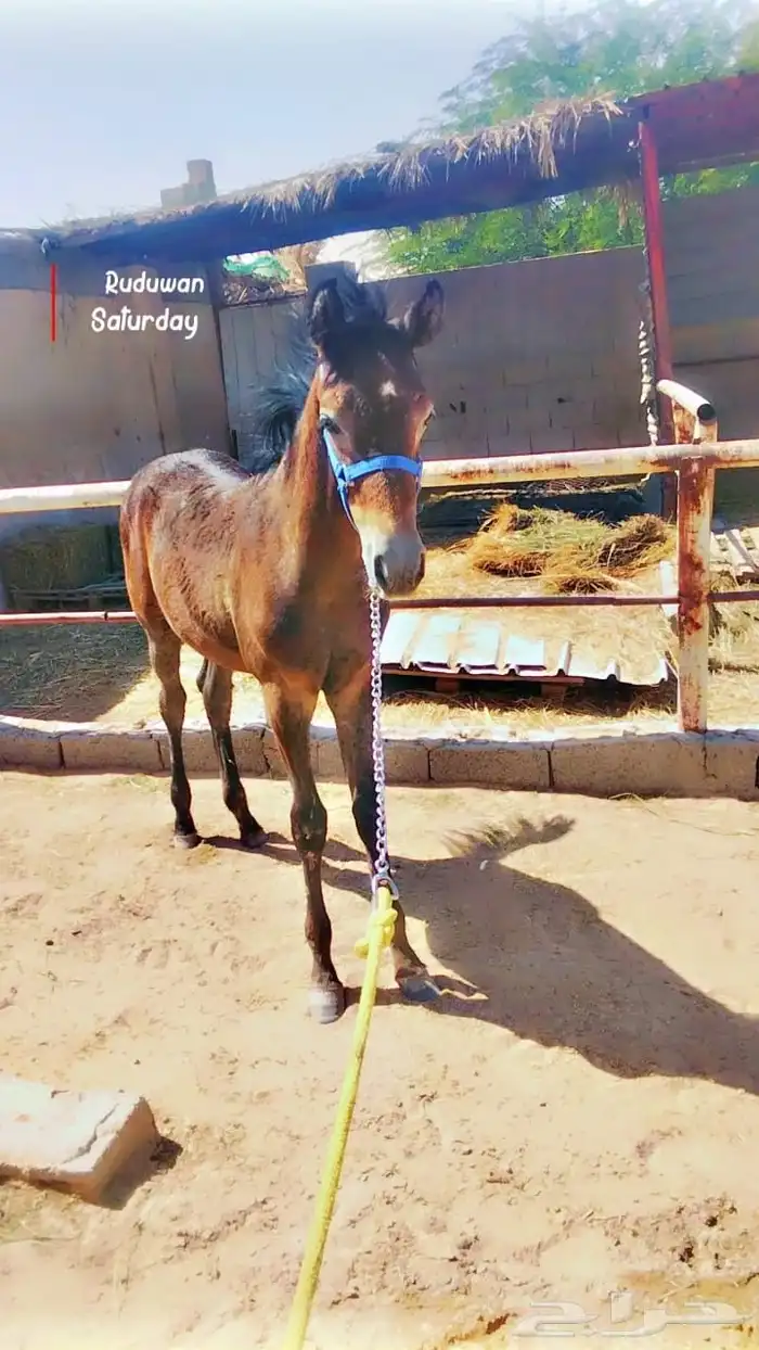 مهر عربي واهو للبيع 1