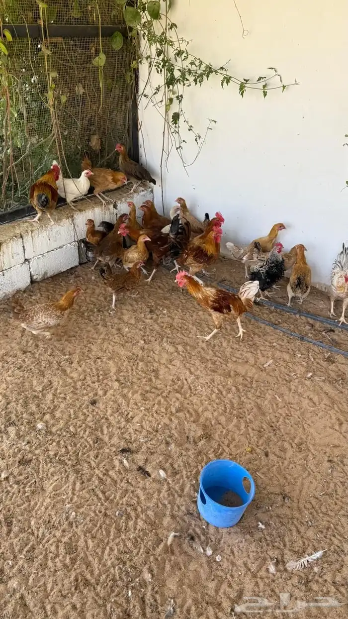 دجاج هجين تركي وبلدي 2