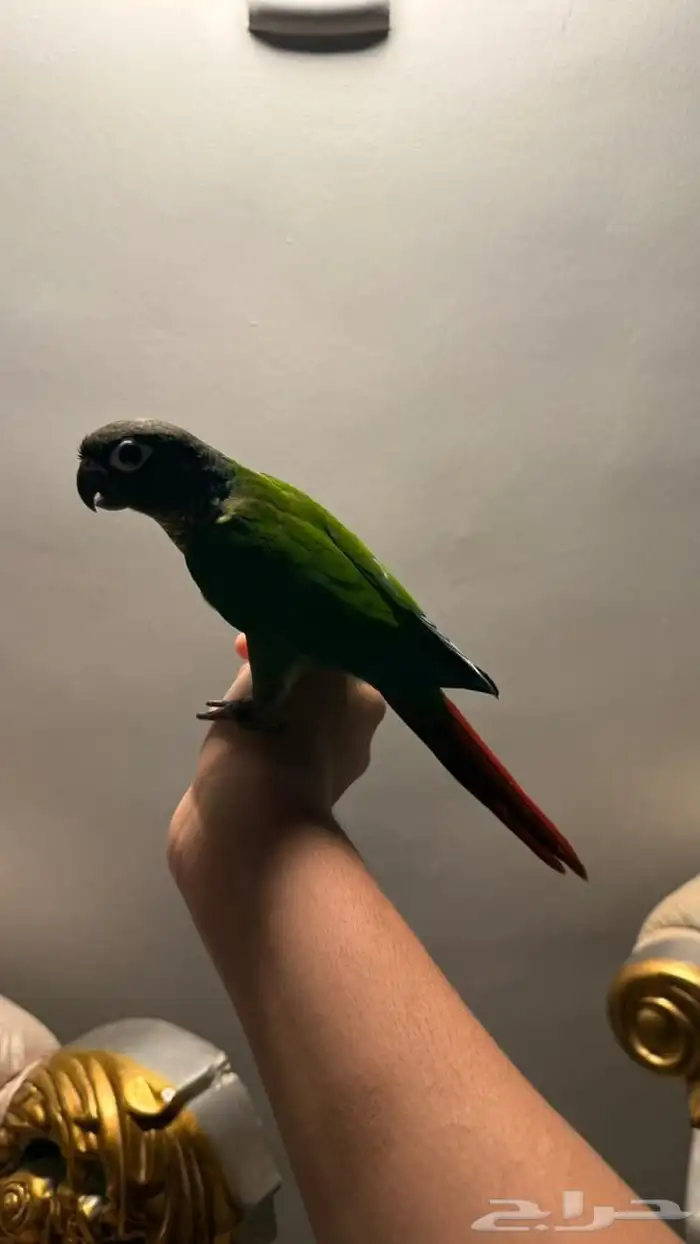 كنيور قرين شك 3