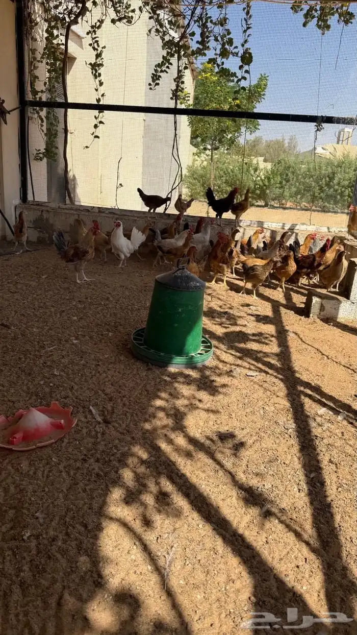 دجاج هجين تركي وبلدي 1