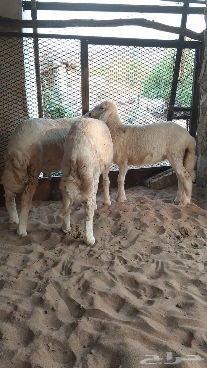 طليان فاخره تم البيع 1