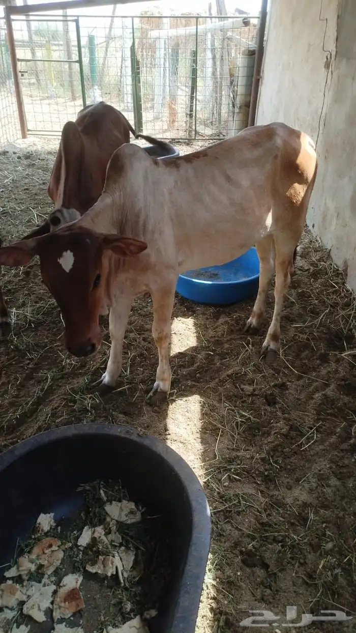 القنفذة القوز الجرد 3