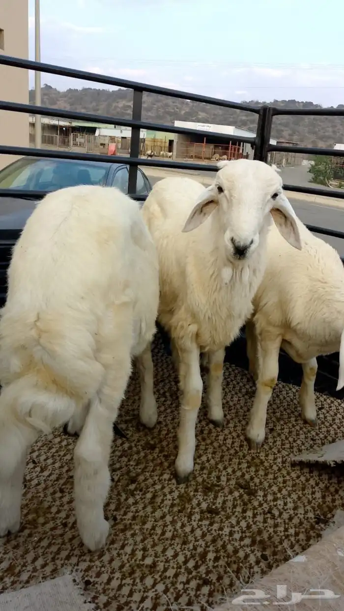 طليان 0