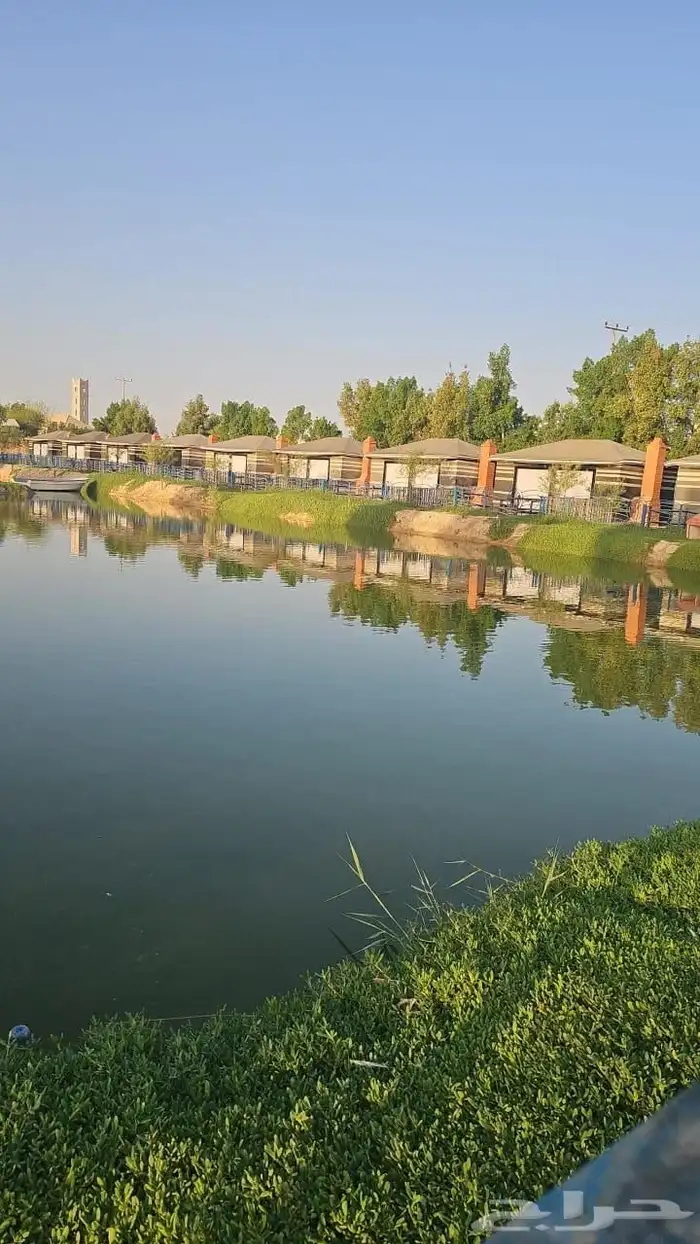 زريعة سمك بلطي 1