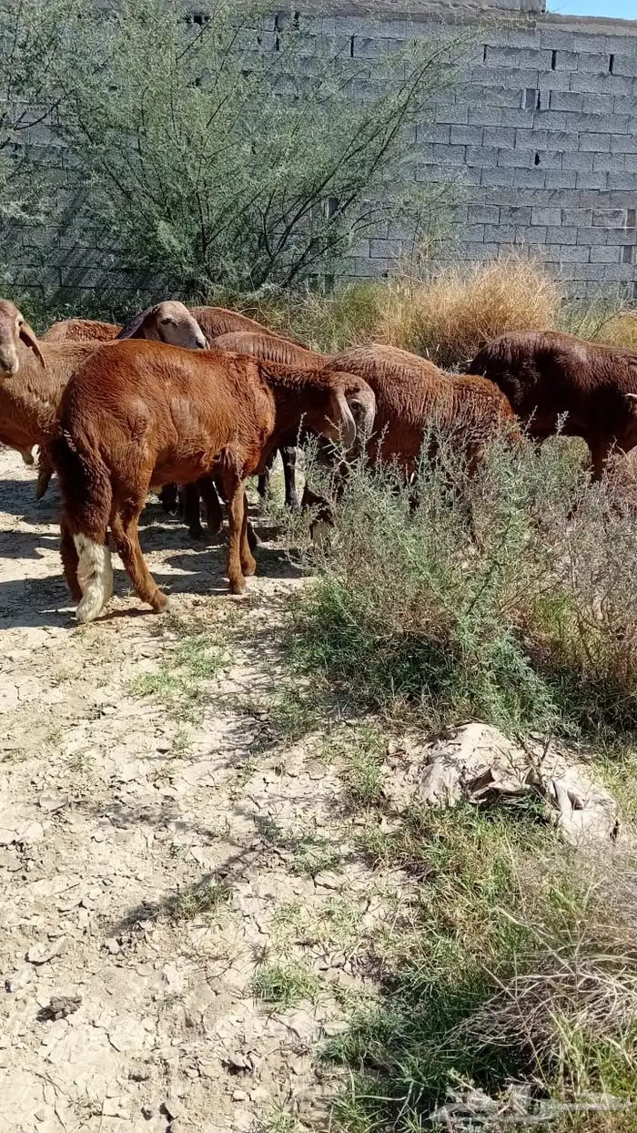 ذبايح طليان سواكن بيض شبيه الحري فاخر من الاخر 6