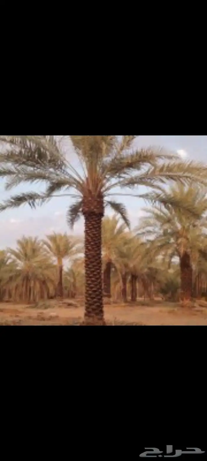 تنضيف المزراع تنضيف وتحويض وتكريب النخيل 0