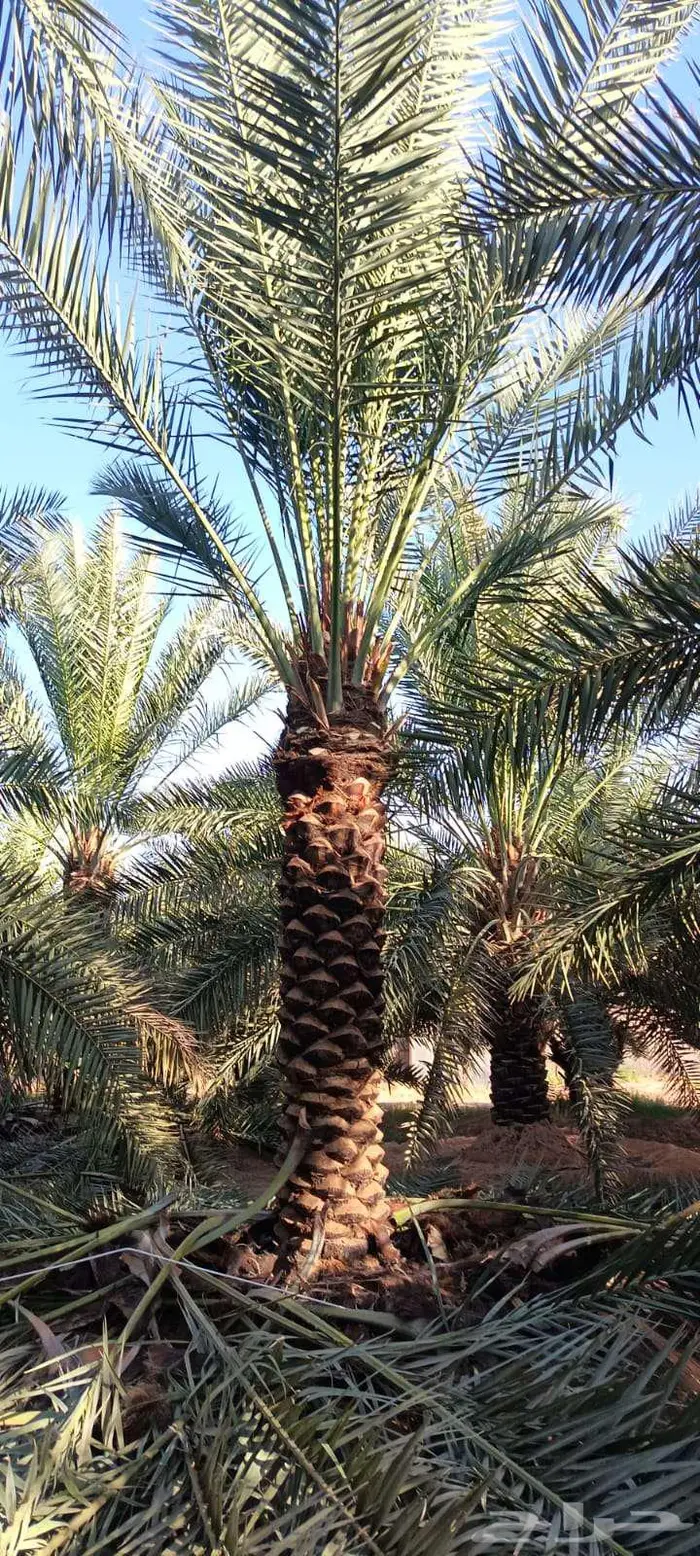 نخل للبيع 3