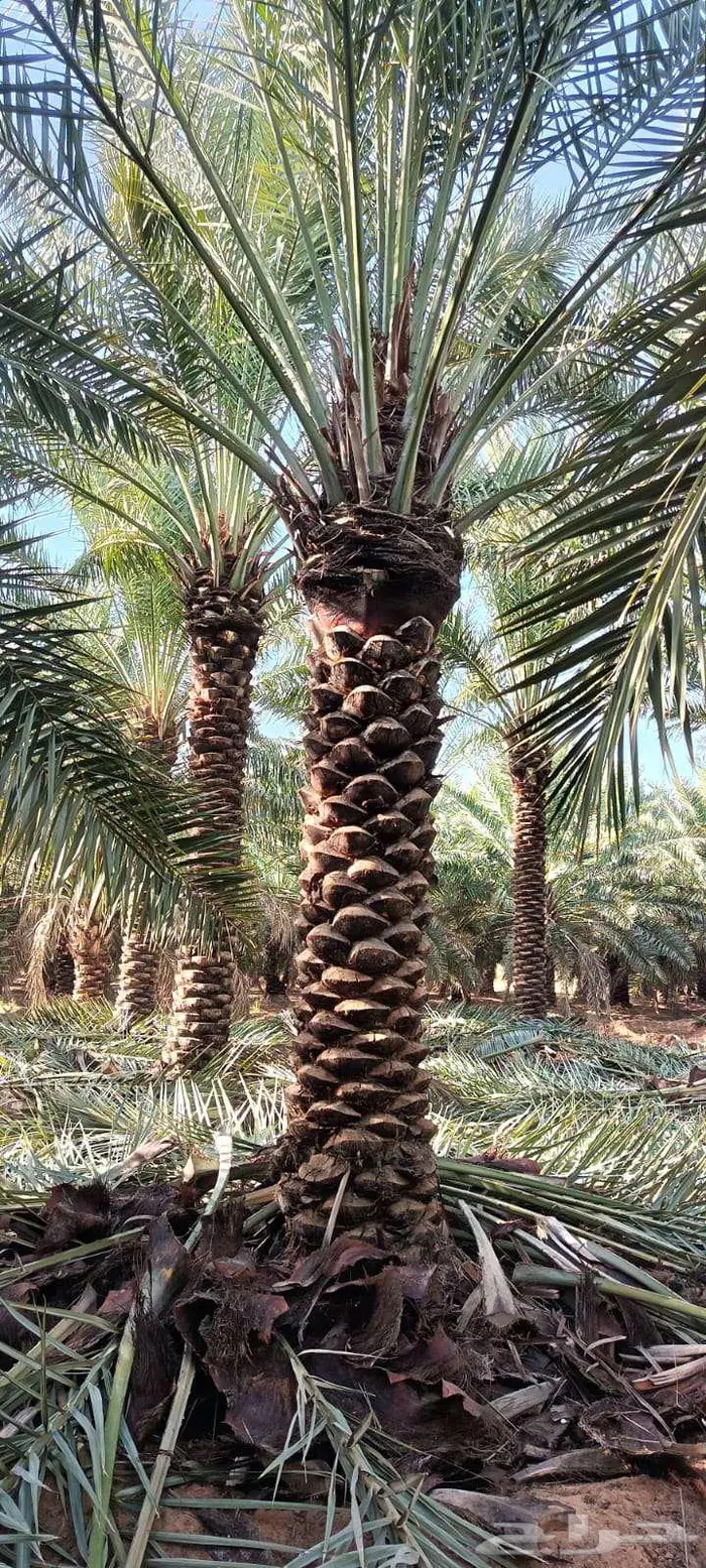 نخل للبيع 2