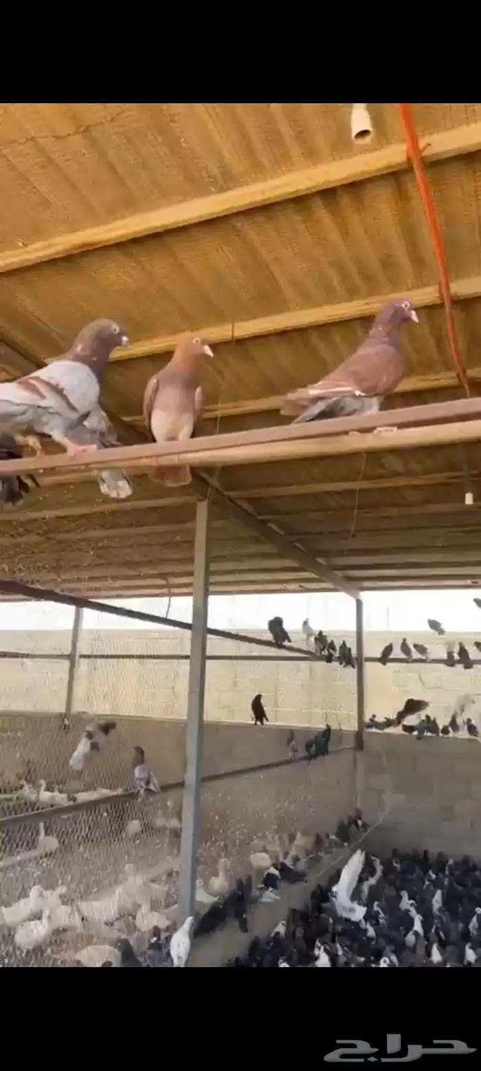 حمام مشكل متبقي 3000 الف جوز 1