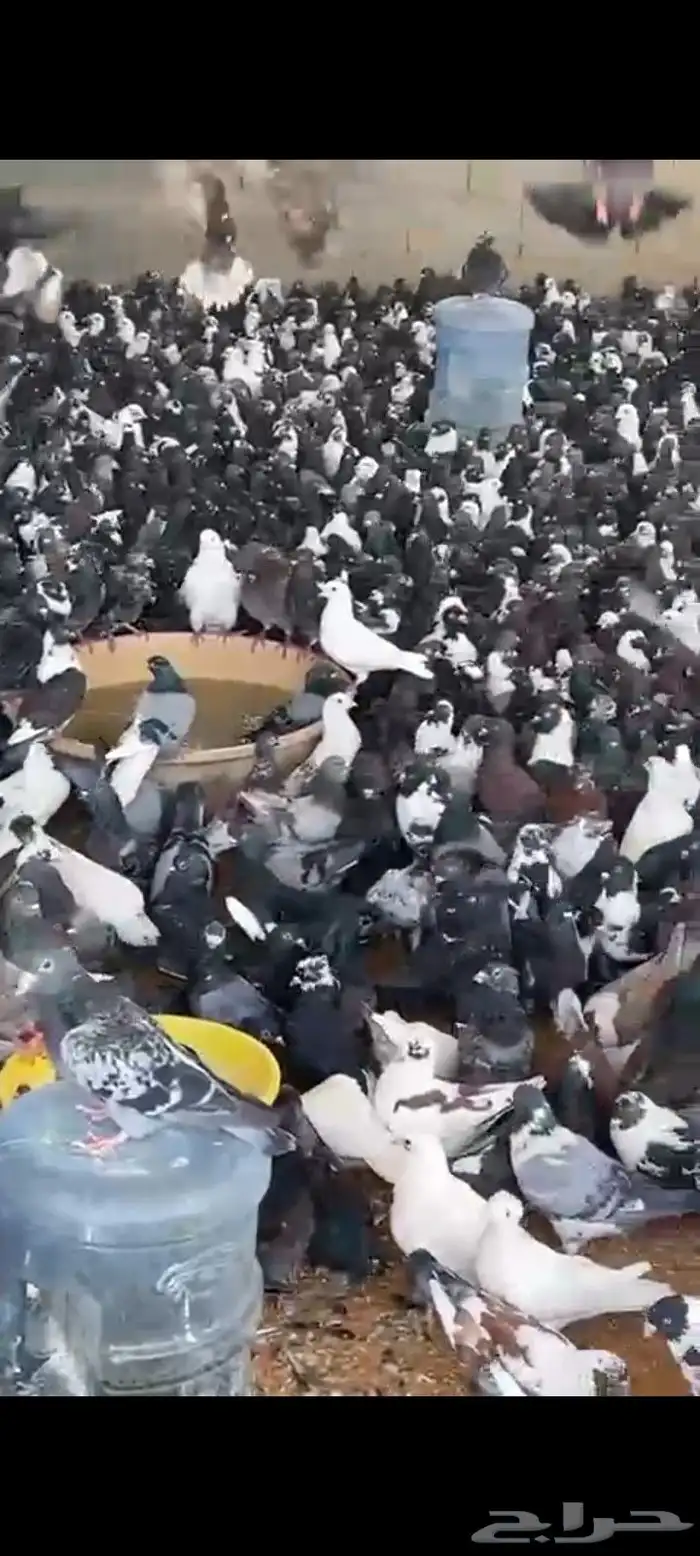 حمام مشكل متبقي 3000 الف جوز 5