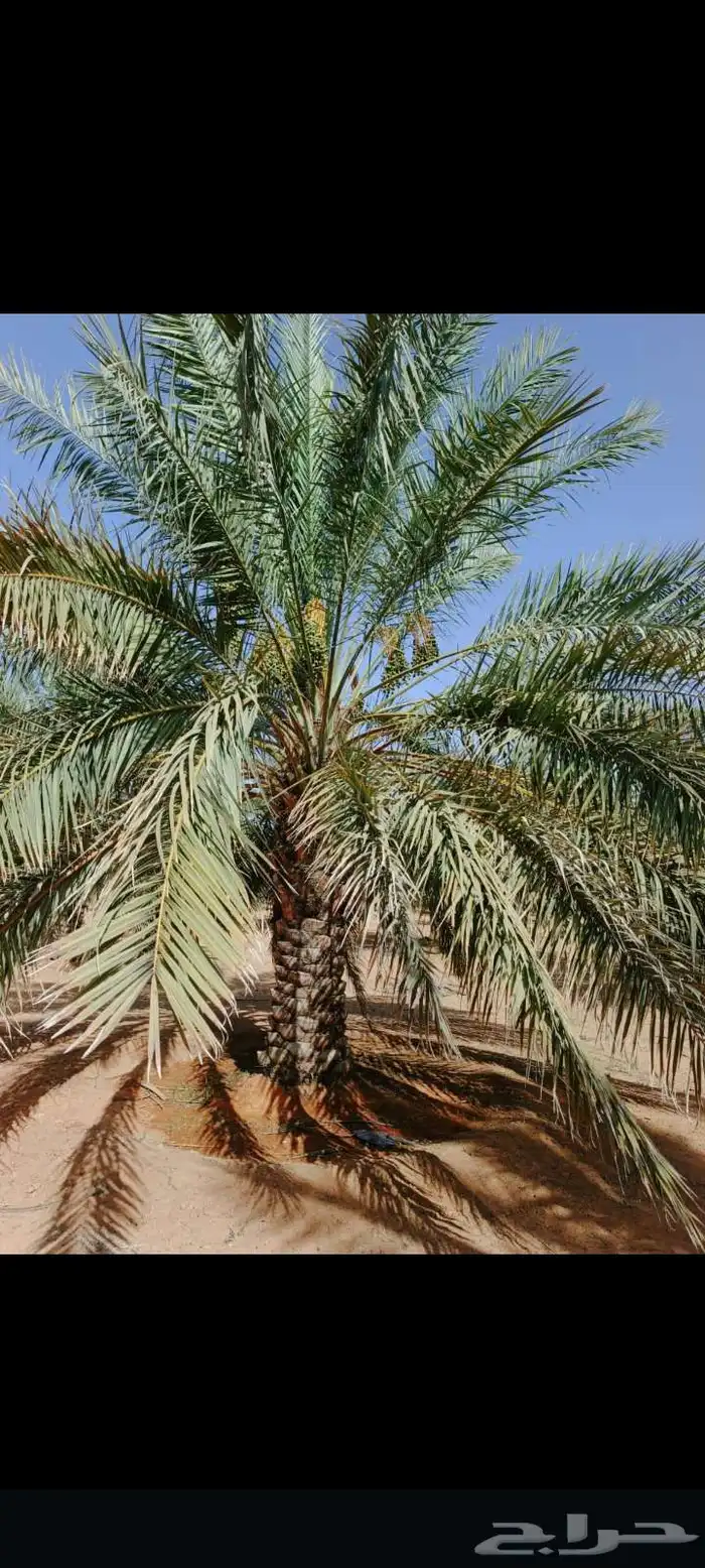 اسعد الله اوقاتكم زباين الكرام يوجد لدينا نخل طيب 4