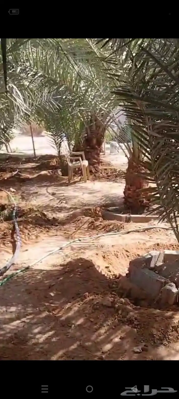 شغل النخل كلي ما يلزم من تكريب من تحويض من نظافه 0