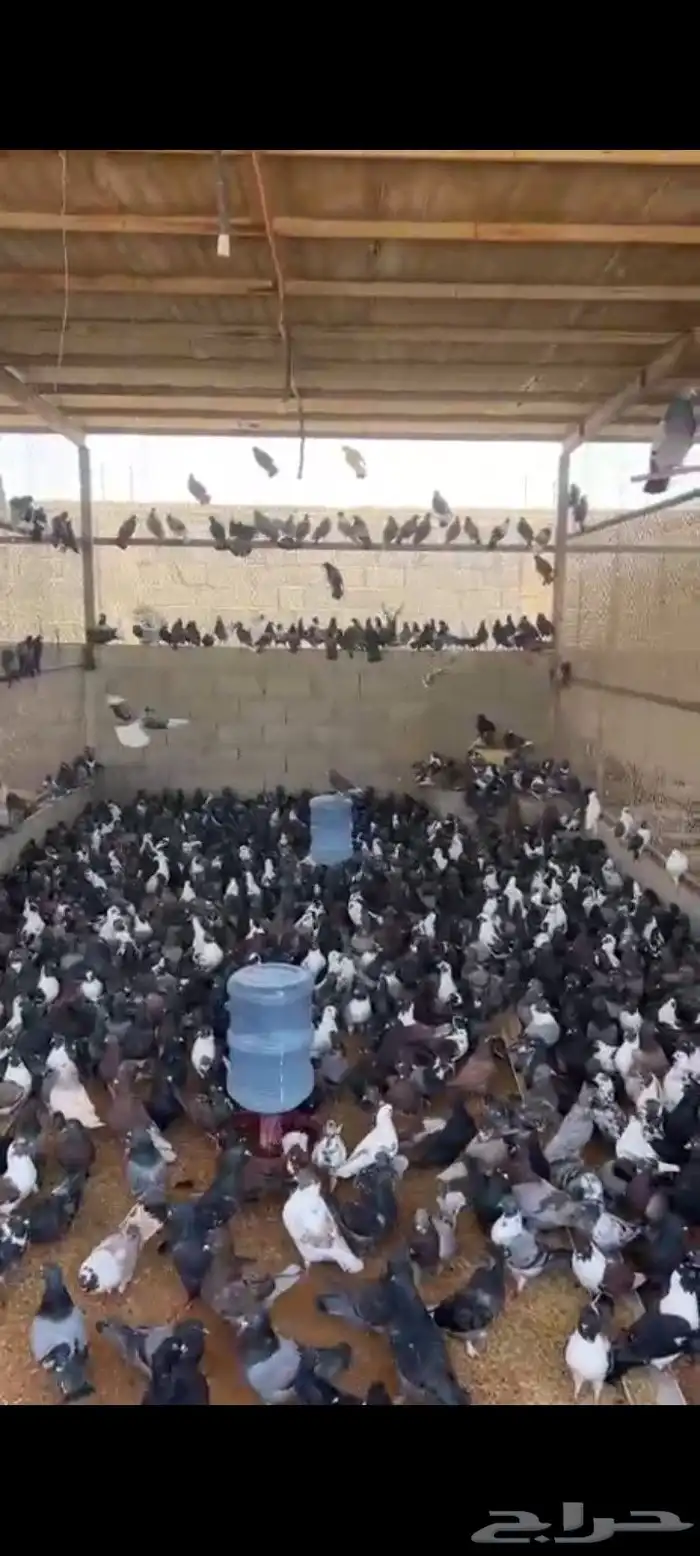 حمام مشكل متبقي 3000 الف جوز 3