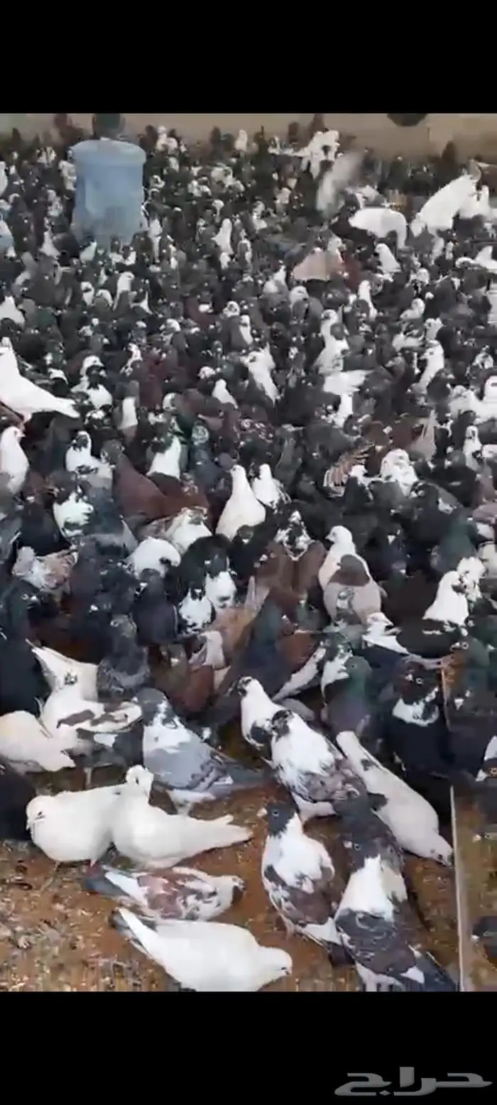 حمام مشكل متبقي 3000 الف جوز 2