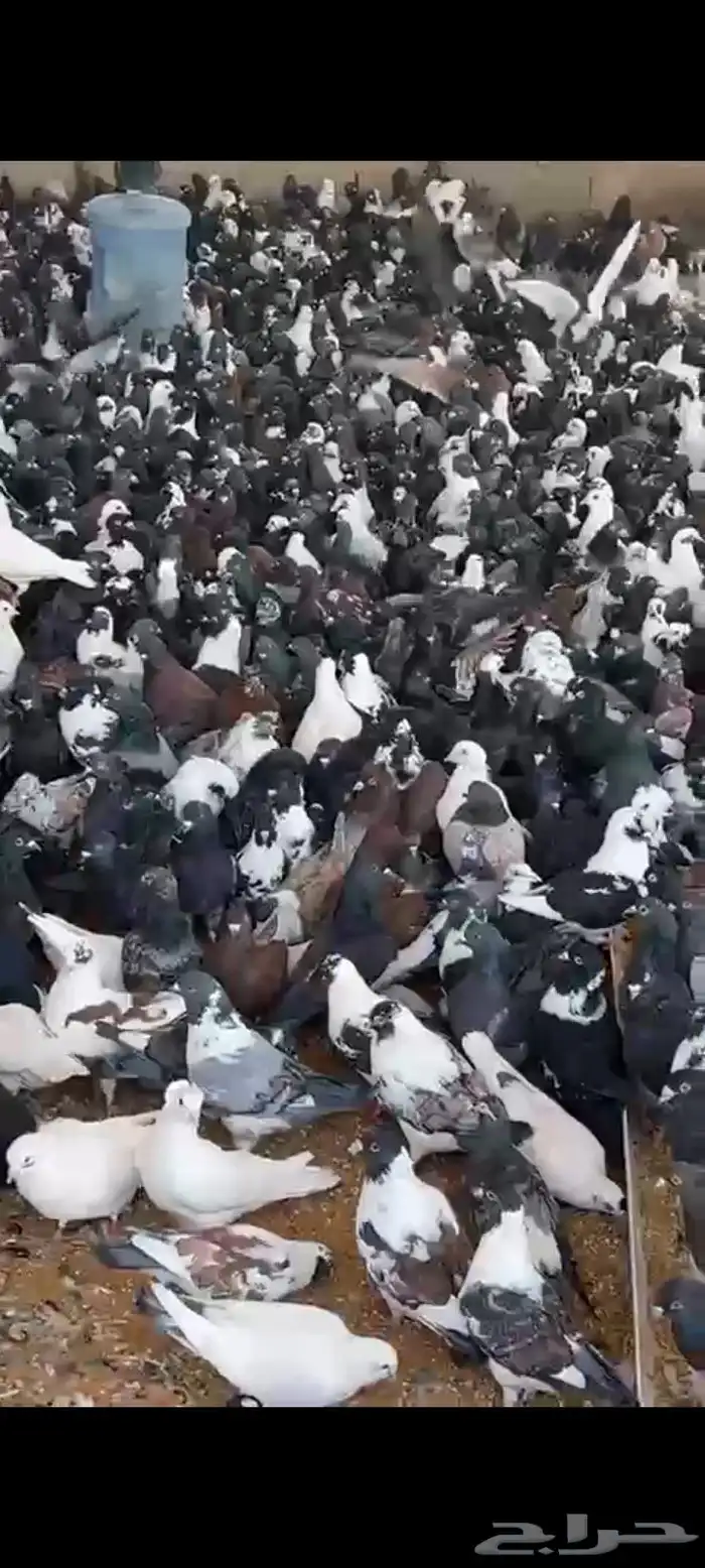 حمام مشكل متبقي 3000 الف جوز 0