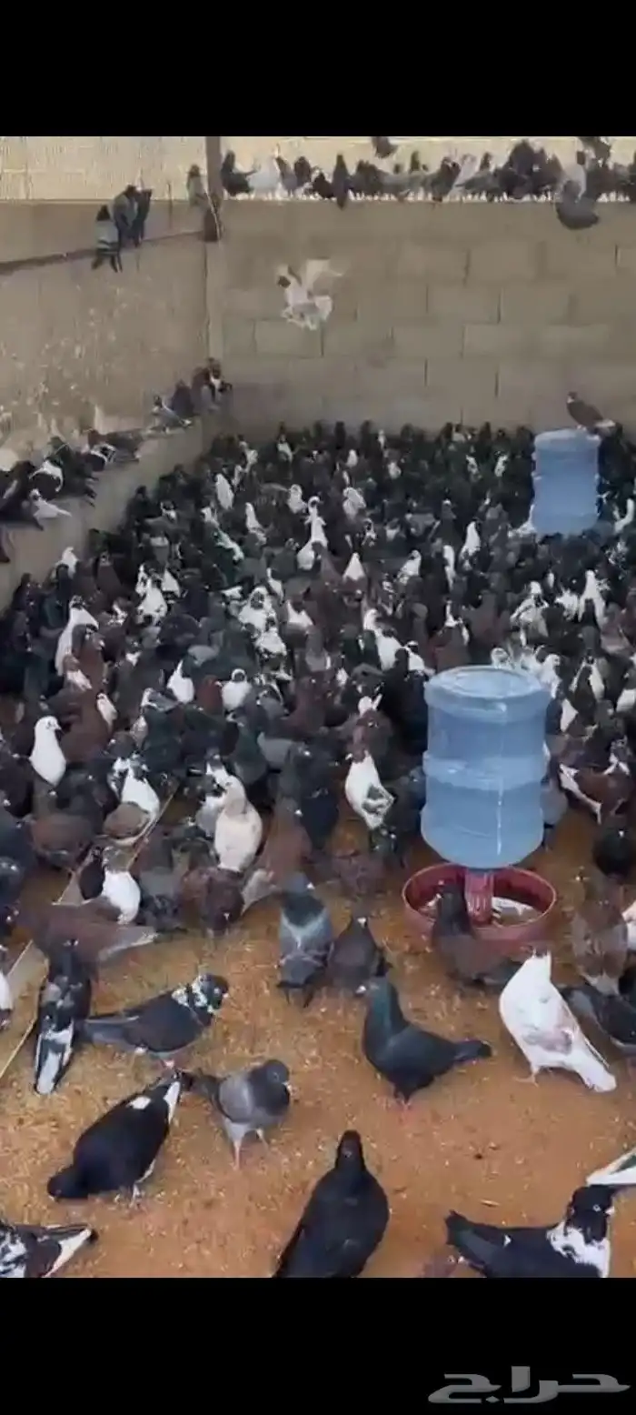 حمام مشكل متبقي 3000 الف جوز 4